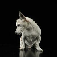gemengd ras grappig oren hond zittend en op zoek naar beneden in een donker foto studio