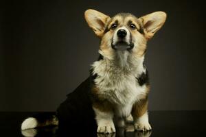 studio schot van een aanbiddelijk corgie foto