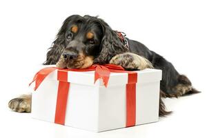 een aanbiddelijk Engels cocker spaniel met een giftbox foto