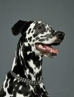 portret van een aanbiddelijk dalmatiër hond op zoek tevreden - geïsoleerd Aan grijs achtergrond foto