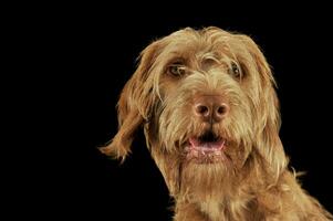 portret van een aanbiddelijk ruwhaar magyar vizsla op zoek merkwaardig Bij de camera foto