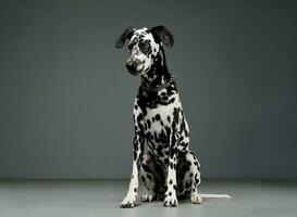 studio schot van een aanbiddelijk dalmatiër hond zittend en op zoek naar beneden merkwaardig foto