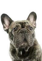 portret van een mooi Frans bulldog foto