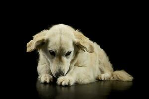 studio schot van een lief gouden retriever puppy foto