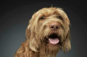 bedrade haar- Hongaars vizsla portret in donker achtergrond foto