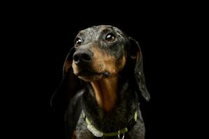 portret van een aanbiddelijk teckel foto