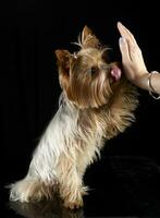 schattig yorkshire terriër geven een vijf in een zwart foto studio