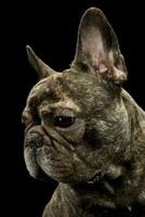 portret van een mooi Frans bulldog foto