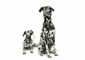 studio schot van twee aanbiddelijk dalmatiër hond op zoek tevreden - geïsoleerd Aan wit achtergrond foto