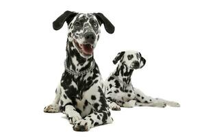 studio schot van twee aanbiddelijk dalmatiër hond aan het liegen en op zoek merkwaardig Bij de camera foto