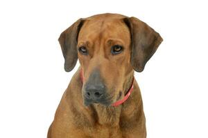 portret van een aanbiddelijk rhodesian ridgeback foto