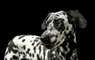 portret van een aanbiddelijk dalmatiër hond staand en likken zijn lippen foto