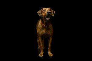 studio schot van een aanbiddelijk rhodesian ridgeback foto