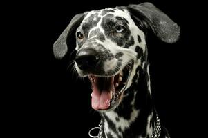 portret van een aanbiddelijk dalmatiër hond met verschillend gekleurde ogen op zoek tevreden foto