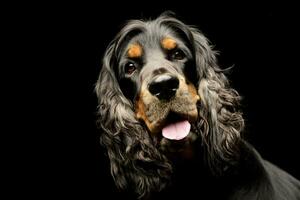 portret van een aanbiddelijk Engels cocker spaniel foto