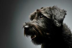 portret van een aanbiddelijk ruwhaar gemengd ras hond op zoek merkwaardig foto