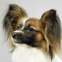 schattig papillon portret in wit foto studio