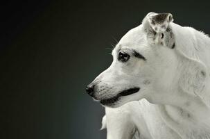 portret van een aanbiddelijk gemengd ras hond op zoek merkwaardig foto