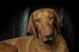 portret van een aanbiddelijk magyar vizsla op zoek vriendelijk Bij de camera foto