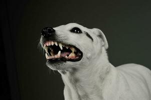 portret van een opgewonden gemengd ras hond staand en op zoek boos foto