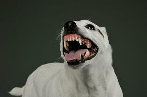 portret van een opgewonden gemengd ras hond staand en op zoek boos foto