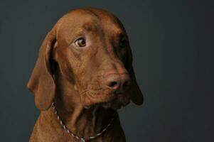 portret van een aanbiddelijk magyar vizsla op zoek verlegen foto