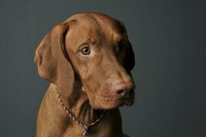 portret van een aanbiddelijk magyar vizsla op zoek ernstig foto