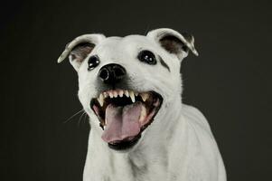 portret van een aanbiddelijk gemengd ras hond op zoek grappig met hangende tong foto