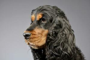 portret van een aanbiddelijk Engels cocker spaniel foto