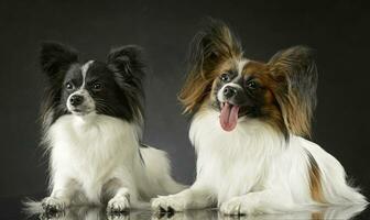 twee schattig papillon ontspannende in donker foto studio