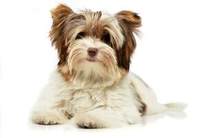 studio schot van een schattig biewer yorkshire terriër puppy foto