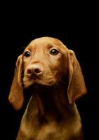 portret van een lief magyar vizsla puppy foto