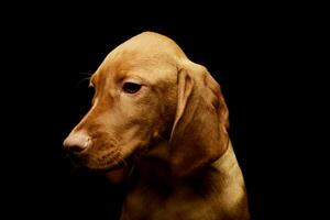 portret van een lief magyar vizsla puppy foto