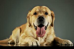 studio schot van een aanbiddelijk labrador retriever foto