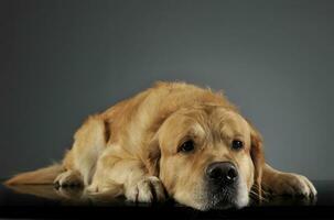 zoet gouden retriever genieten foto het schieten in studio