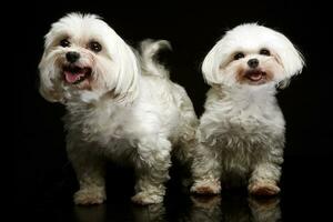 twee shih-tzu in de donker foto studio