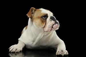 Engels bulldog wacht in de donker studio foto