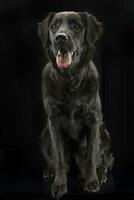 studio schot van een aanbiddelijk gemengd ras hond foto