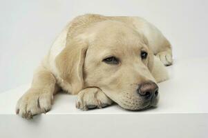 een aanbiddelijk labrador retriever puppy aan het liegen helaas Aan wit achtergrond. foto