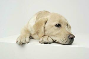 een aanbiddelijk labrador retriever puppy aan het liegen helaas Aan wit achtergrond. foto