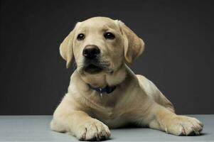 studio schot van een aanbiddelijk labrador retriever puppy op zoek merkwaardig Bij de camera foto