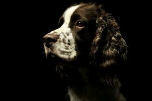 portret van een aanbiddelijk Engels cocker spaniel foto