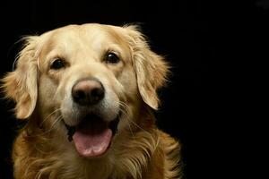 portret van een aanbiddelijk gouden retriever foto