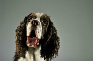 portret van een aanbiddelijk Engels cocker spaniel foto