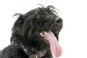 portret van een aanbiddelijk gemengd ras hond met hangende tong foto
