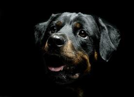 rottweiler portret in de achter foto studio