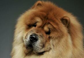 portret van een aanbiddelijk chow chow op zoek merkwaardig Bij de camera foto