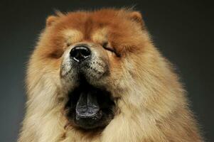 portret van een aanbiddelijk chow chow op zoek slaperig foto