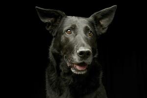 portret van een aanbiddelijk gemengd ras hond foto