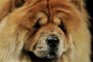 portret van een aanbiddelijk chow chow op zoek merkwaardig Bij de camera foto